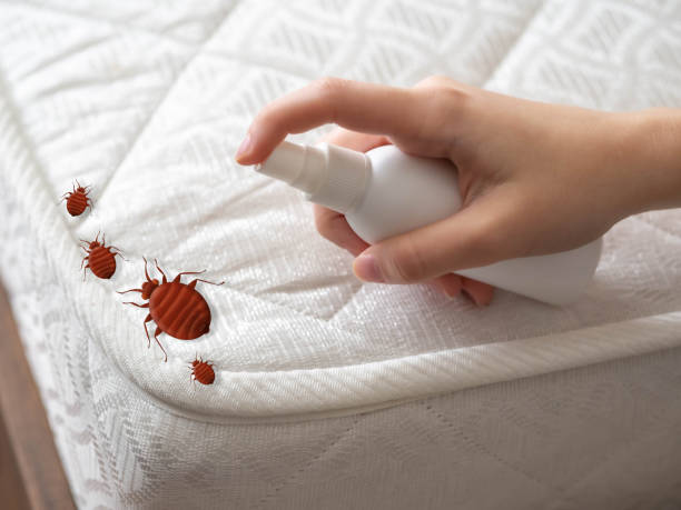 Best Wasp Removal Services  in Arabi, LA