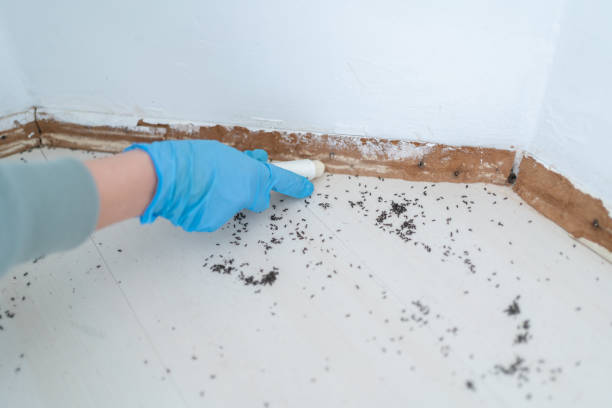 Best Pest Prevention Services  in Arabi, LA